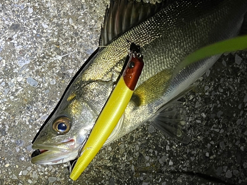 シーバスの釣果