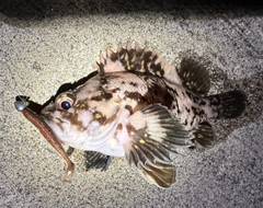 オウゴンムラソイの釣果