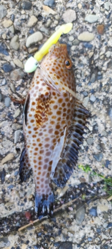 オオモンハタの釣果