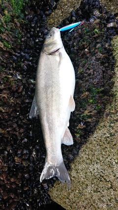 ウグイの釣果