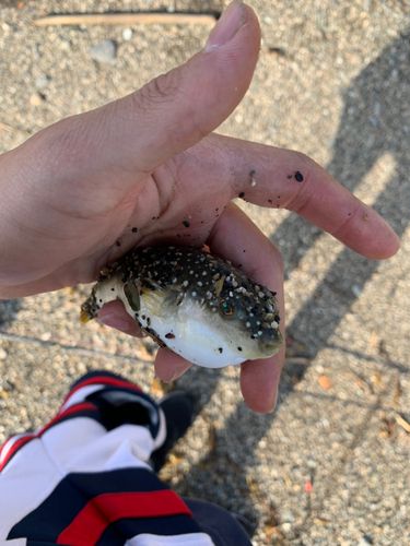 クサフグの釣果