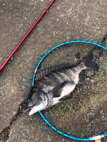 クロダイの釣果