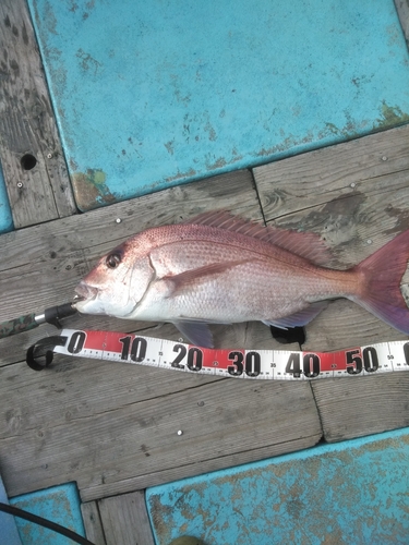 マダイの釣果