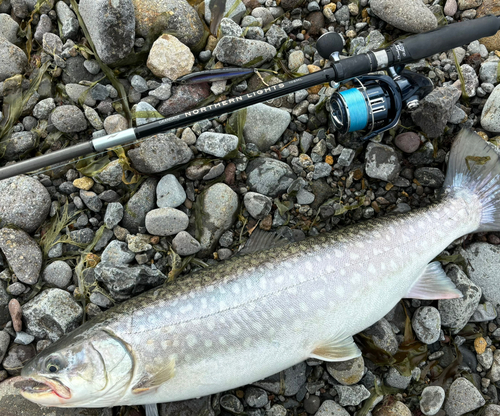 アメマスの釣果