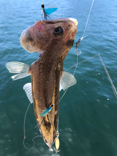 エソの釣果