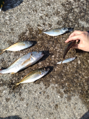 イシモチの釣果