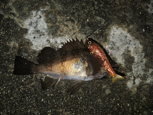 メバルの釣果