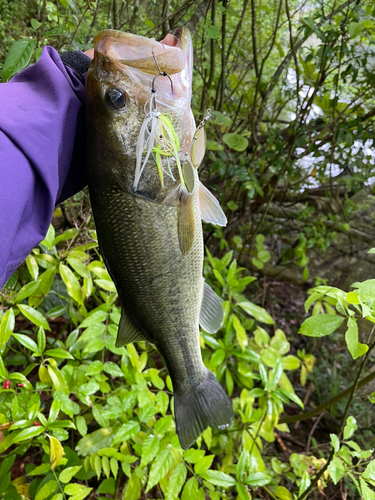 ラージマウスバスの釣果