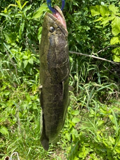 ライギョの釣果