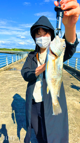 イシモチの釣果