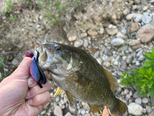 スモールマウスバスの釣果