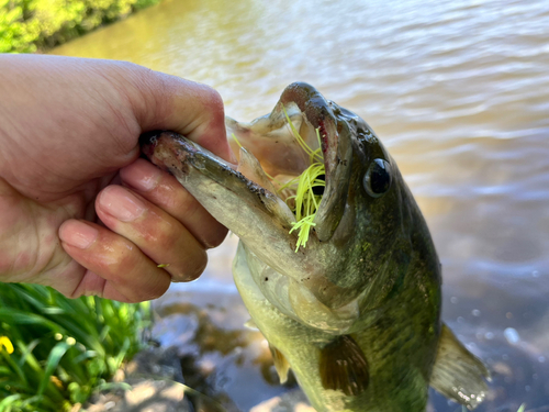 ブラックバスの釣果