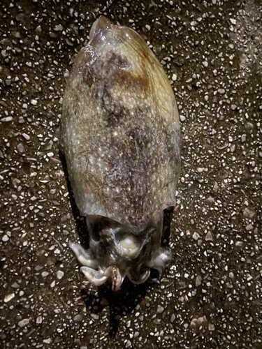 シリヤケイカの釣果