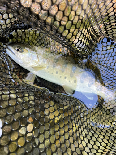 ヤマメの釣果