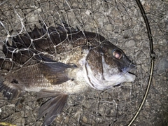 チヌの釣果