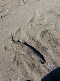 サクラマスの釣果