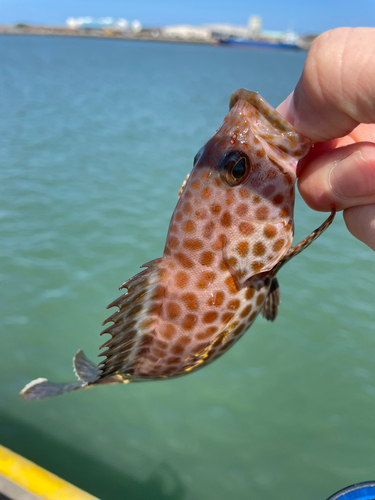 オオモンハタの釣果