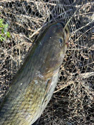 ナマズの釣果