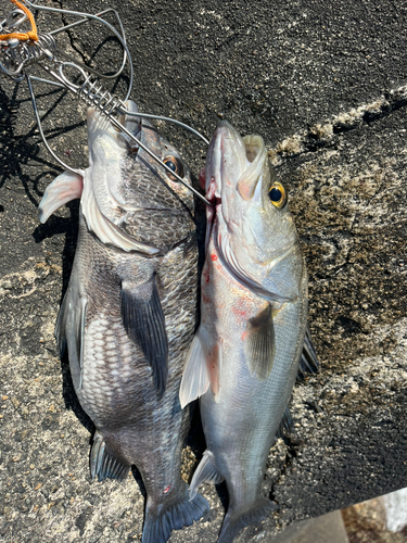 チヌの釣果