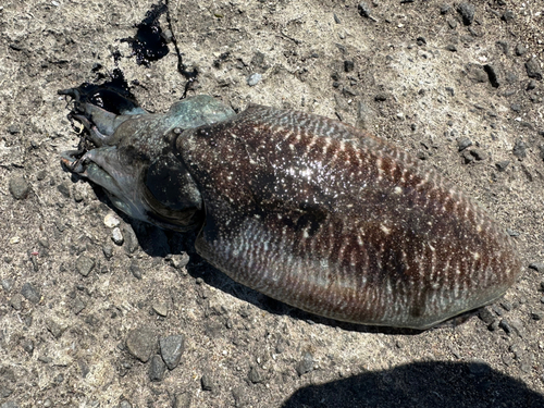 コウイカの釣果