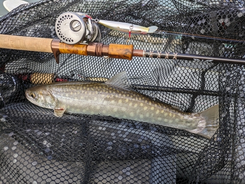 アメマスの釣果