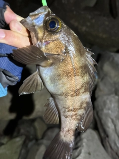 シロメバルの釣果