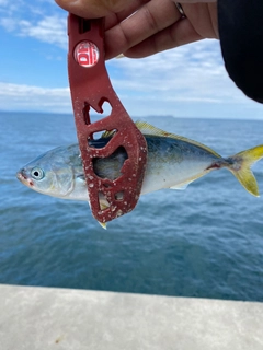 ワカシの釣果