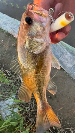 ブラックバスの釣果