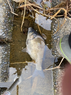 ヘラブナの釣果