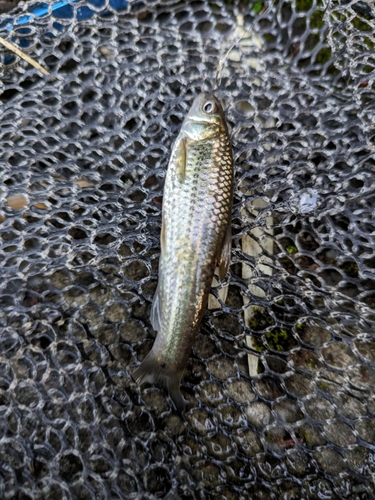 タモロコの釣果