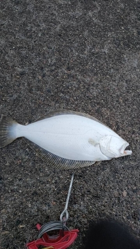 ヒラメの釣果