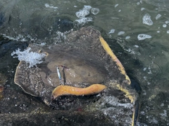 アカエイの釣果