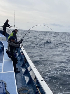 キハダマグロの釣果