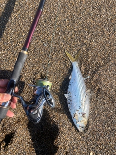 コノシロの釣果