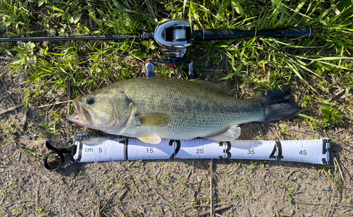 ブラックバスの釣果