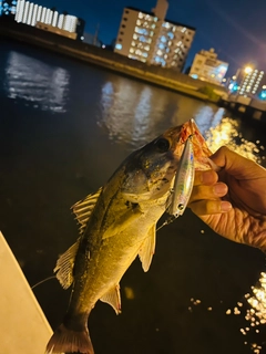 ハネ（ヒラスズキ）の釣果