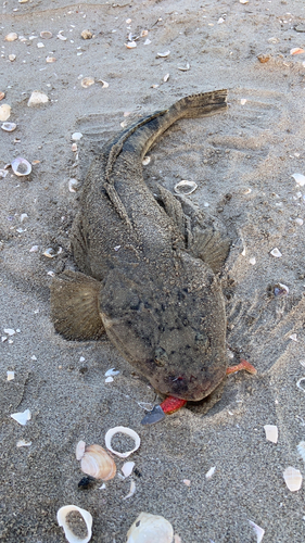 マゴチの釣果