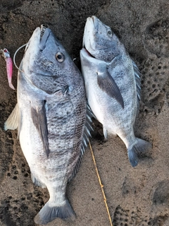 チヌの釣果