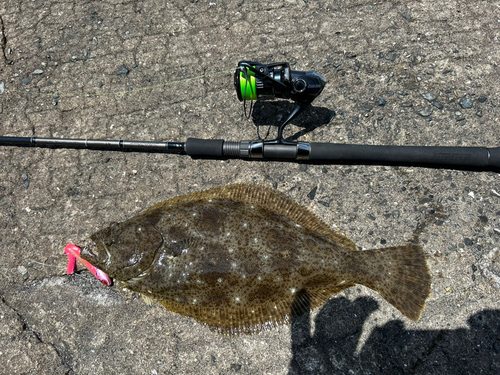 ヒラメの釣果