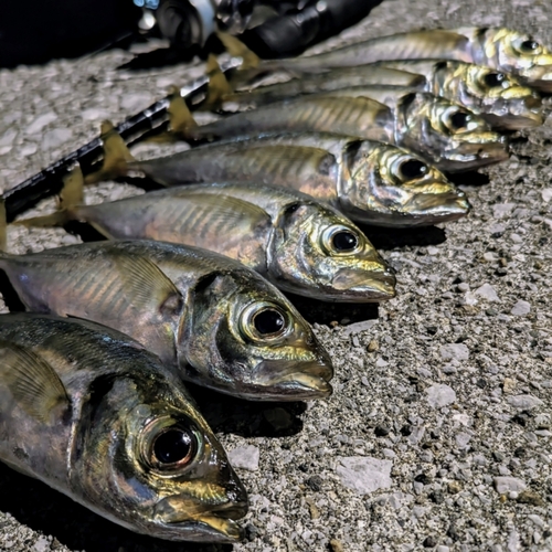 アジの釣果