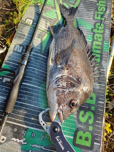 チヌの釣果