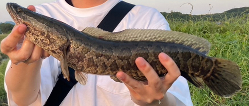 ライギョの釣果