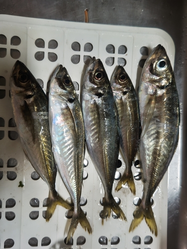 アジの釣果