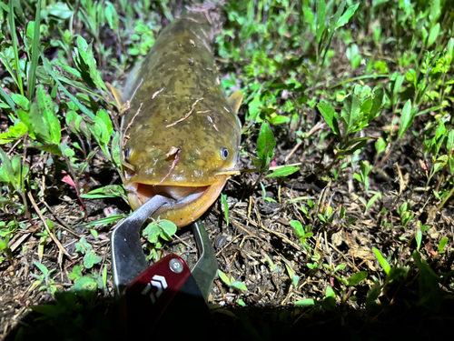 ナマズの釣果