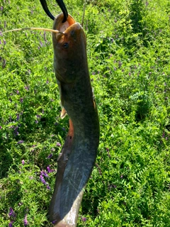 ナマズの釣果