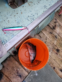 カラフトマスの釣果