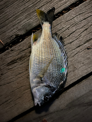 キビレの釣果