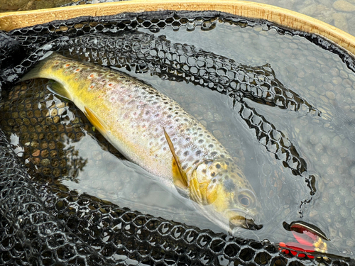 ブラウントラウトの釣果