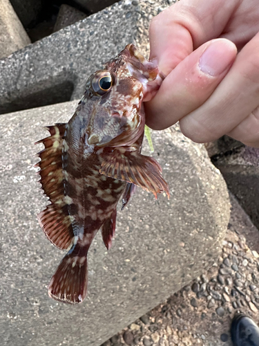 カサゴの釣果