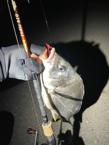 キビレの釣果